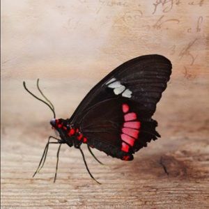 Meet your Posher, Mathew